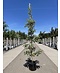 Venovi GmbH Amerikanischer Amberbaum 'Silver King' | Liquidambar styraciflua 'Silver King'