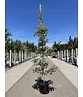 Amerikanischer Amberbaum 'Silver King' | Liquidambar styraciflua 'Silver King'