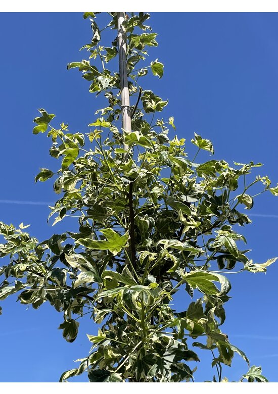 Amerikanischer Amberbaum 'Silver King' | Liquidambar styraciflua 'Silver King'