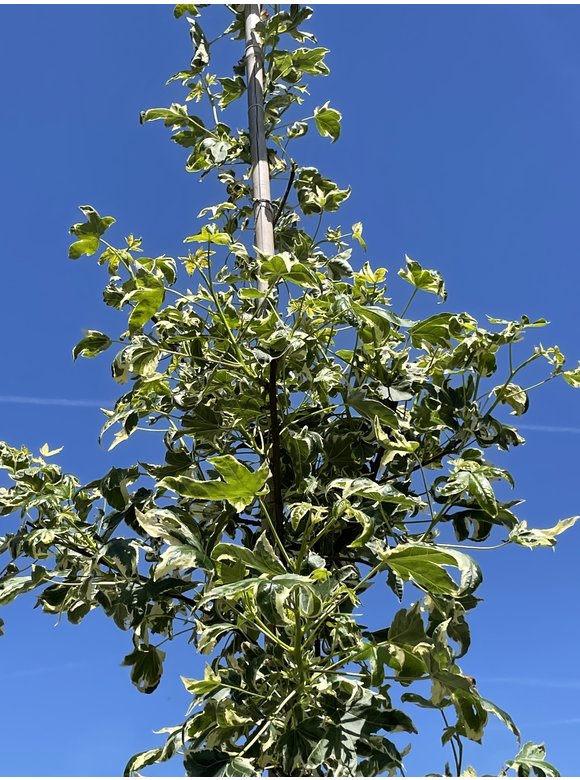Amerikanischer Amberbaum 'Silver King' | Liquidambar styraciflua 'Silver King' Amerikanischer Amberbaum 'Silver King' | Liquidambar styraciflua 'Silver King'