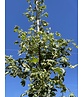 Amerikanischer Amberbaum 'Silver King' | Liquidambar styraciflua 'Silver King'