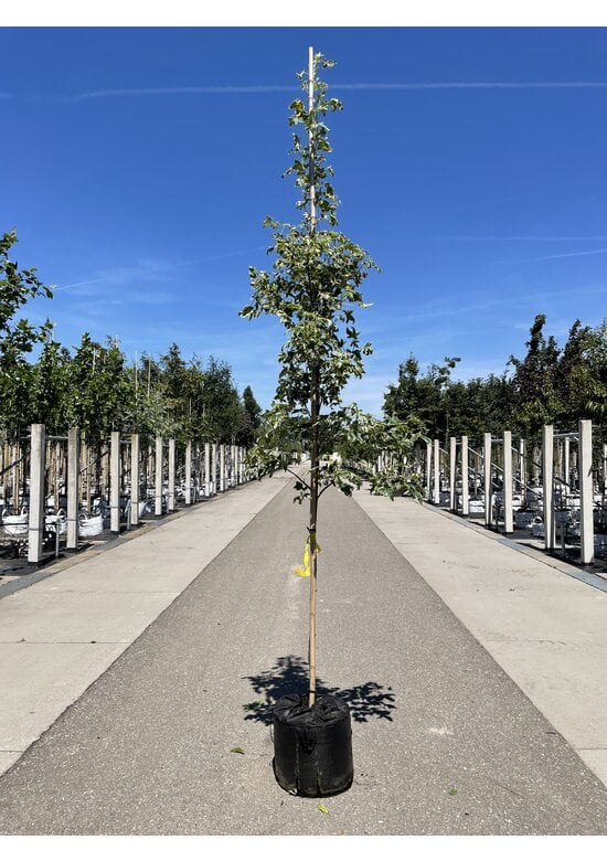 Amerikanischer Amberbaum 'Silver King' | Liquidambar styraciflua 'Silver King'