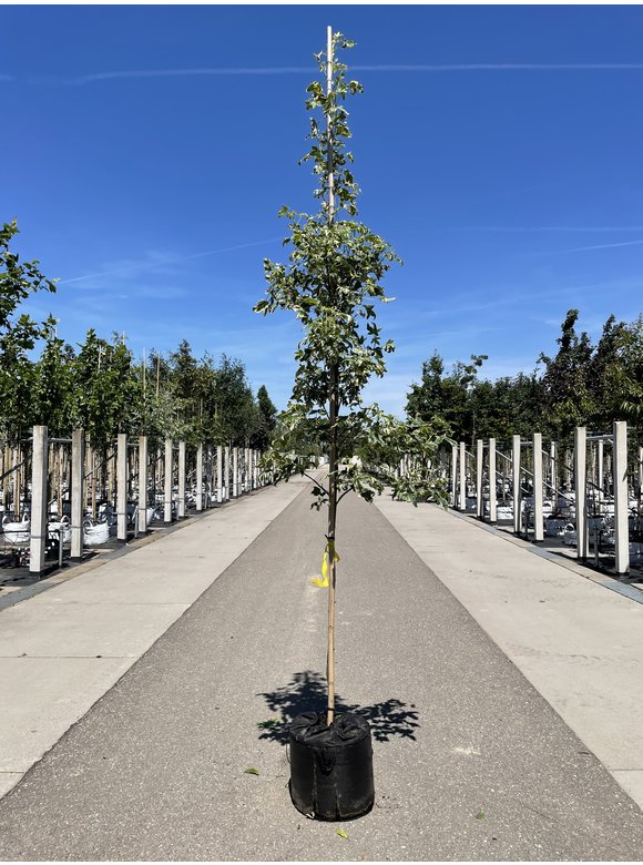 Amerikanischer Amberbaum 'Silver King' | Liquidambar styraciflua 'Silver King' Amerikanischer Amberbaum 'Silver King' | Liquidambar styraciflua 'Silver King'