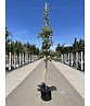 Amerikanischer Amberbaum 'Silver King' | Liquidambar styraciflua 'Silver King'