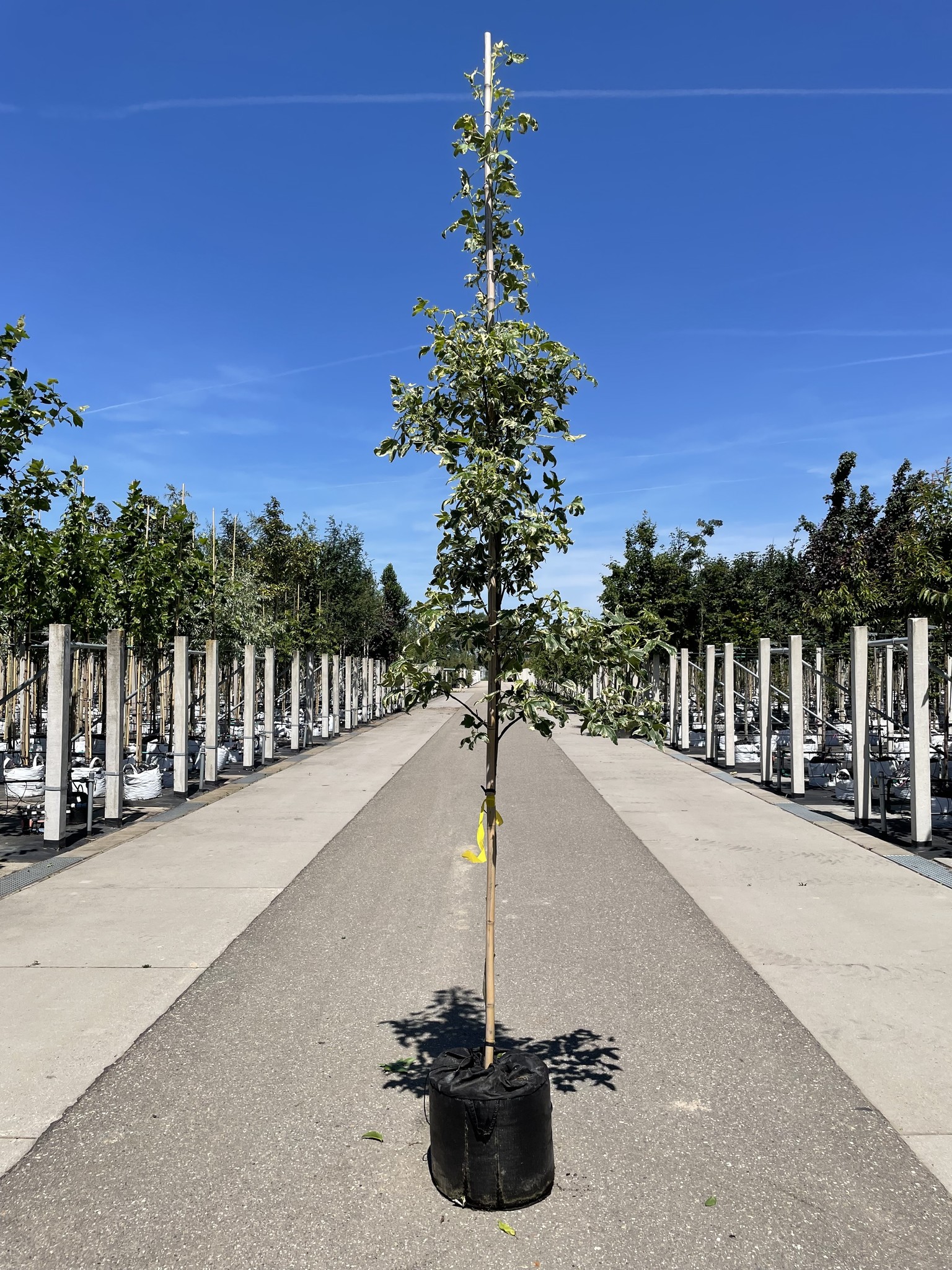 Amerikanischer Amberbaum Silver King kaufen? Zu Hause geliefert Venovi