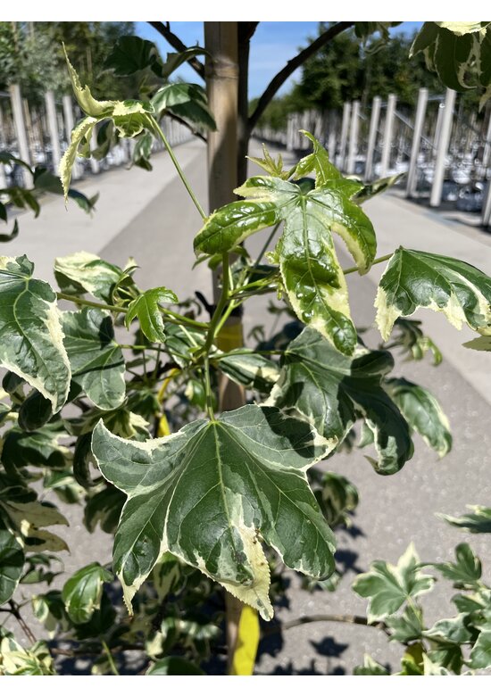 Amerikanischer Amberbaum 'Silver King' | Liquidambar styraciflua 'Silver King'