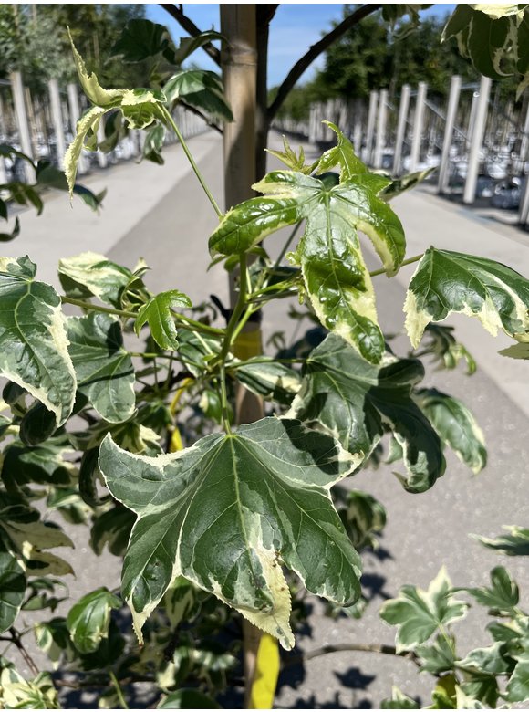 Amerikanischer Amberbaum 'Silver King' | Liquidambar styraciflua 'Silver King' Amerikanischer Amberbaum 'Silver King' | Liquidambar styraciflua 'Silver King'