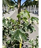 Amerikanischer Amberbaum 'Silver King' | Liquidambar styraciflua 'Silver King'