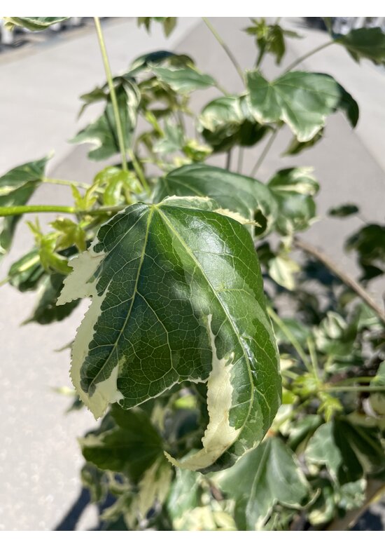 Amerikanischer Amberbaum 'Silver King' | Liquidambar styraciflua 'Silver King'