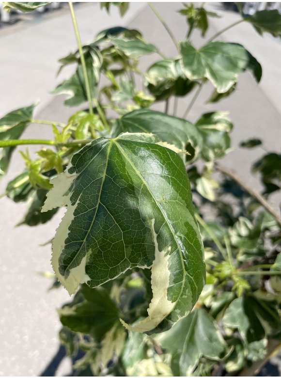 Amerikanischer Amberbaum 'Silver King' | Liquidambar styraciflua 'Silver King' Amerikanischer Amberbaum 'Silver King' | Liquidambar styraciflua 'Silver King'
