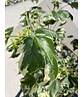 Amerikanischer Amberbaum 'Silver King' | Liquidambar styraciflua 'Silver King'