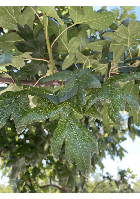 Dreilappiger Zierapfel | Malus trilobata