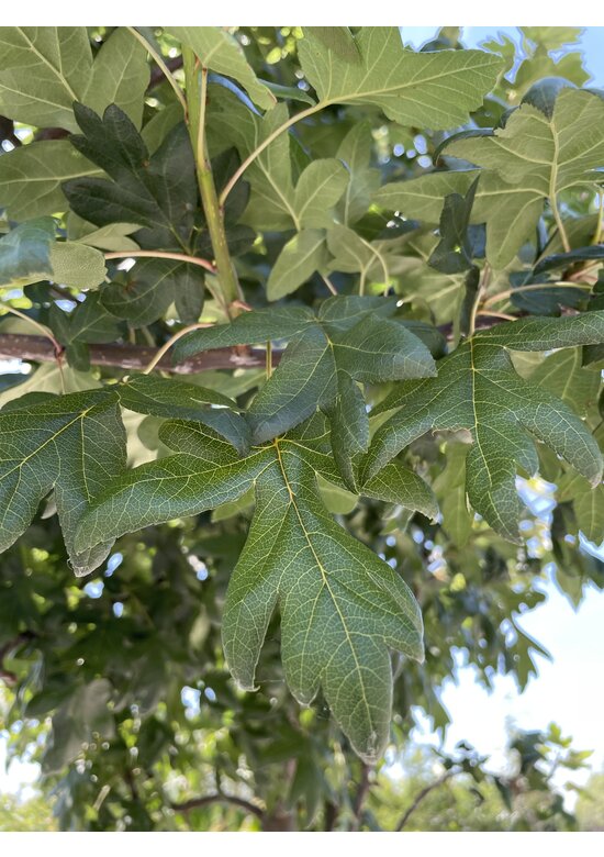 Dreilappiger Zierapfel | Malus trilobata