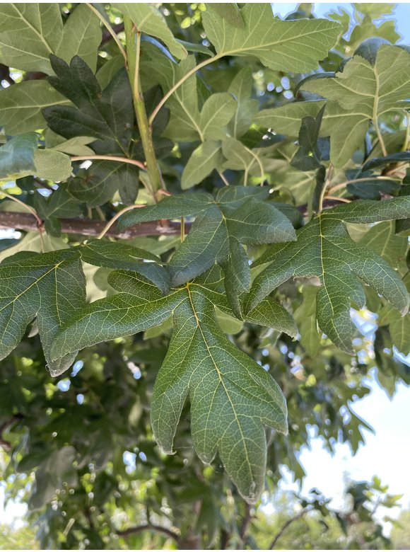 Dreilappiger Zierapfel | Malus trilobata Dreilappiger Zierapfel | Malus trilobata