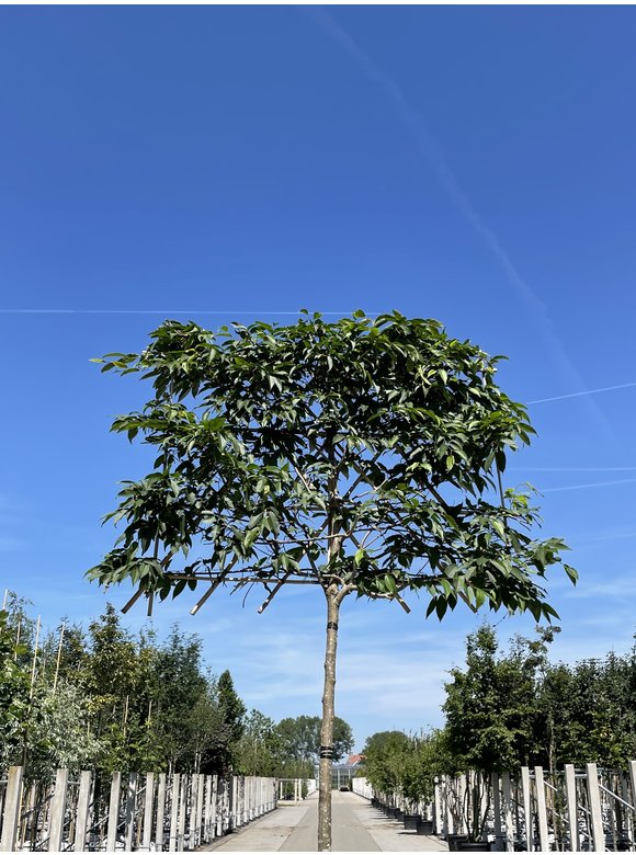 Japanische Hainbuche - Spalierbaum | Carpinus japonica Japanische Hainbuche - Spalierbaum | Carpinus japonica