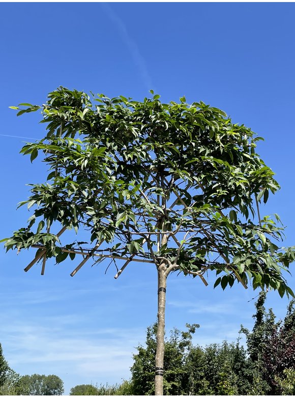 Japanische Hainbuche - Spalierbaum | Carpinus japonica Japanische Hainbuche - Spalierbaum | Carpinus japonica