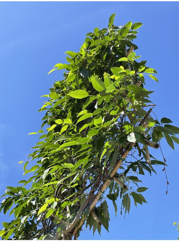 Japanische Hainbuche - Spalierbaum | Carpinus japonica Japanische Hainbuche - Spalierbaum | Carpinus japonica