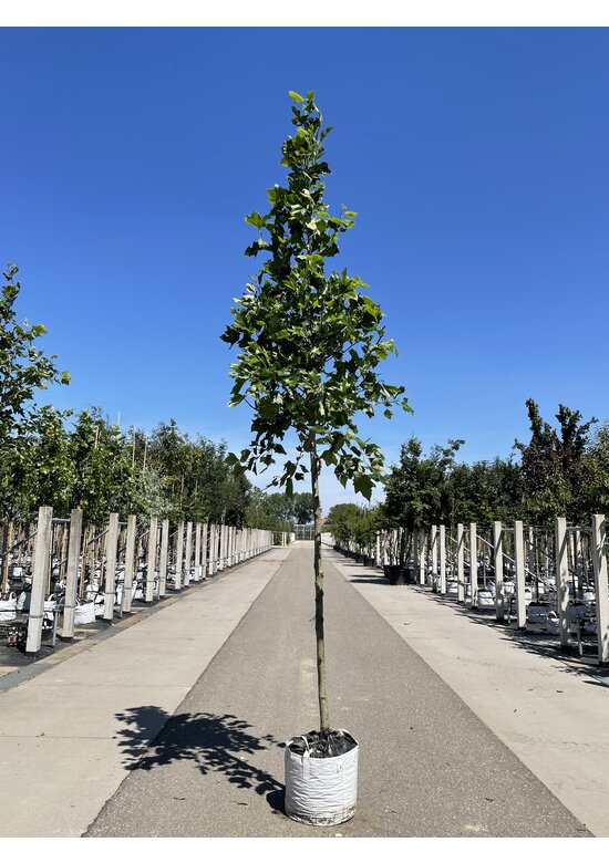 Ahornblättrige Platane | Platanus hispanica
