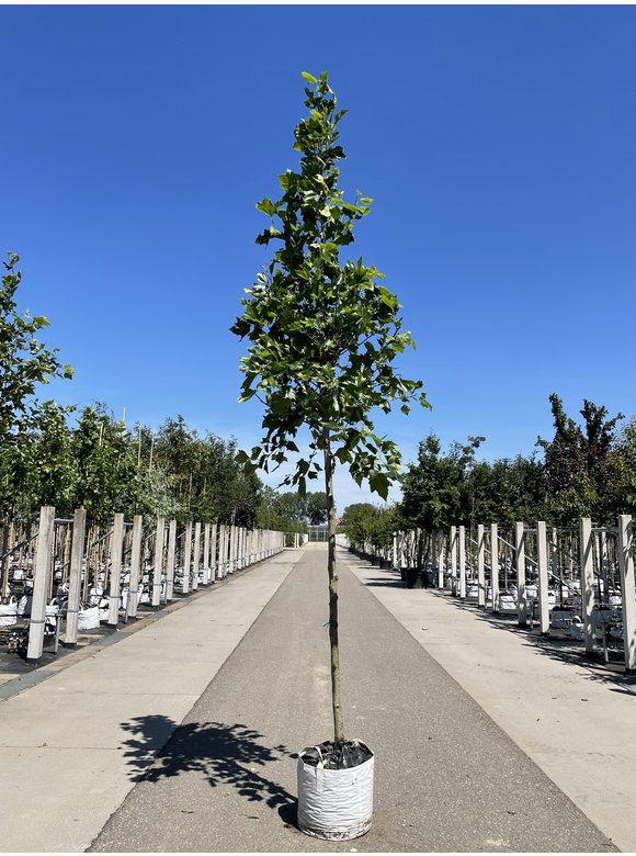 Ahornblättrige Platane | Platanus hispanica Ahornblättrige Platane | Platanus hispanica