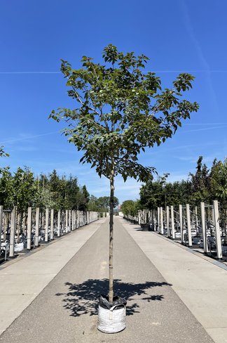 Losbaum 'Fargesii' | Clerodendrum trichotomum 'Fargesii'