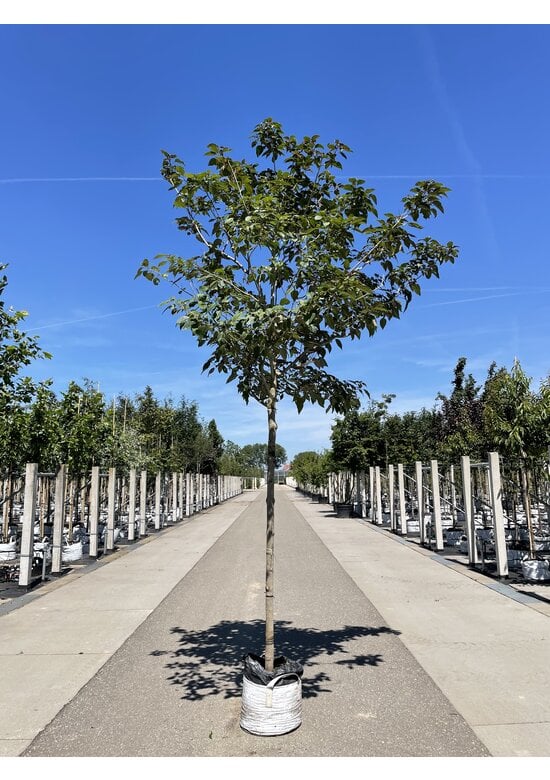 Losbaum | Clerodendrum trichotomum 'Fargesii'