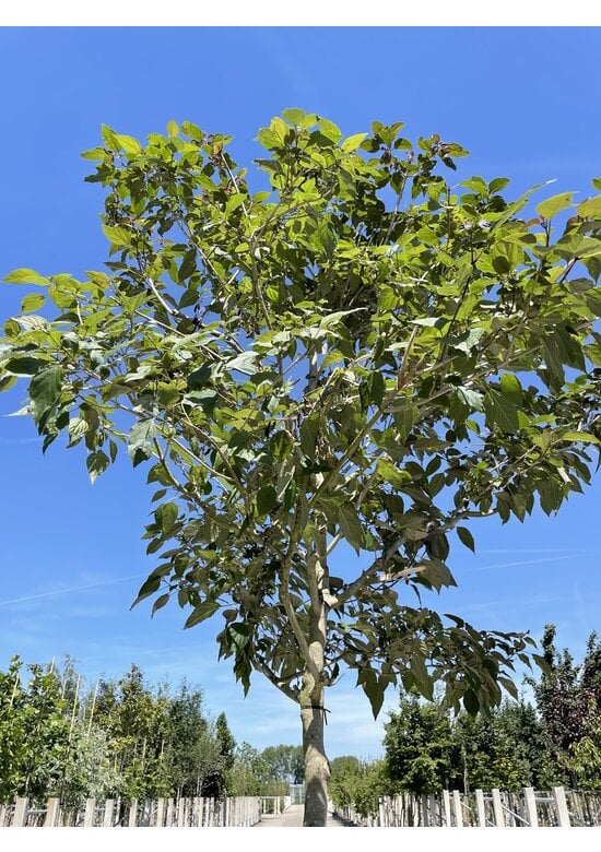 Losbaum | Clerodendrum trichotomum 'Fargesii'
