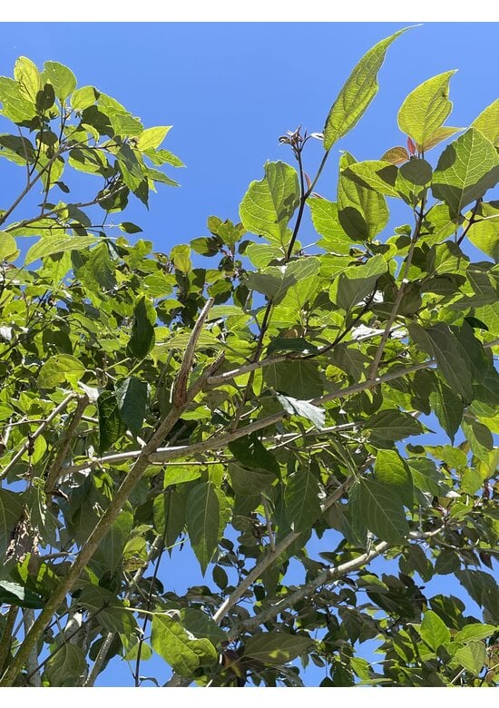 Losbaum | Clerodendrum trichotomum 'Fargesii'