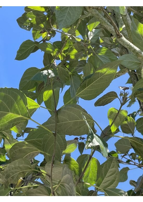 Losbaum | Clerodendrum trichotomum 'Fargesii'