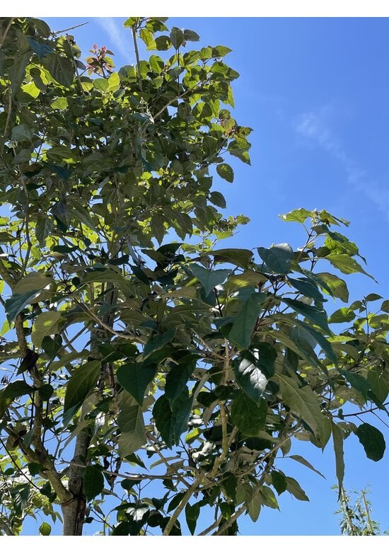 Losbaum | Clerodendrum trichotomum 'Fargesii'
