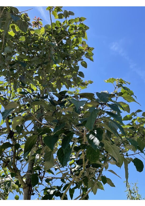 Losbaum | Clerodendrum trichotomum 'Fargesii'