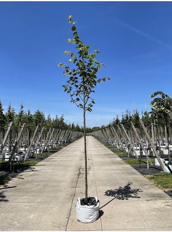 Amerikanische Stadtlinde 'Greenspire' | Tilia cordata 'Greenspire' Amerikanische Stadtlinde 'Greenspire' | Tilia cordata 'Greenspire'