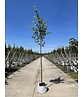 Amerikanische Stadtlinde 'Greenspire' | Tilia cordata 'Greenspire'