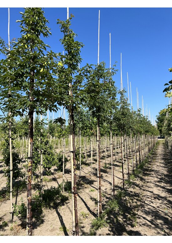 Zimt-Ahorn | Acer griseum Zimt-Ahorn | Acer griseum