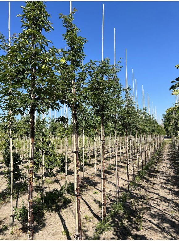 Zimt-Ahorn | Acer griseum Zimt-Ahorn | Acer griseum