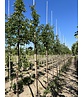 Zimt-Ahorn | Acer griseum Zimt-Ahorn | Acer griseum