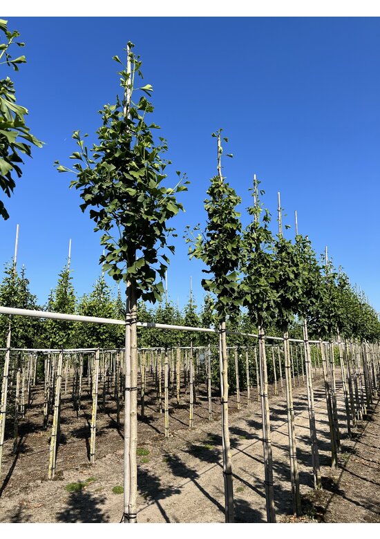 Ginkgobaum - Fächerblattbaum | Ginkgo biloba