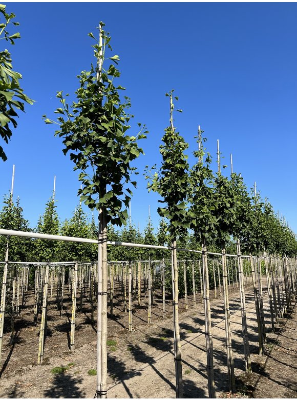 Ginkgobaum - Fächerblattbaum | Ginkgo biloba Ginkgobaum - Fächerblattbaum | Ginkgo biloba