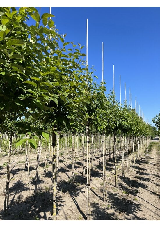 Schneeglöckchenbaum | Halesia carolina