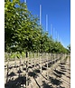 Schneeglöckchenbaum | Halesia carolina