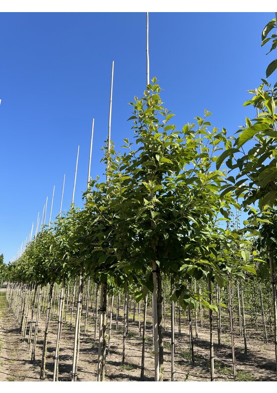 Schneeglöckchenbaum | Halesia carolina