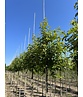 Schneeglöckchenbaum | Halesia carolina