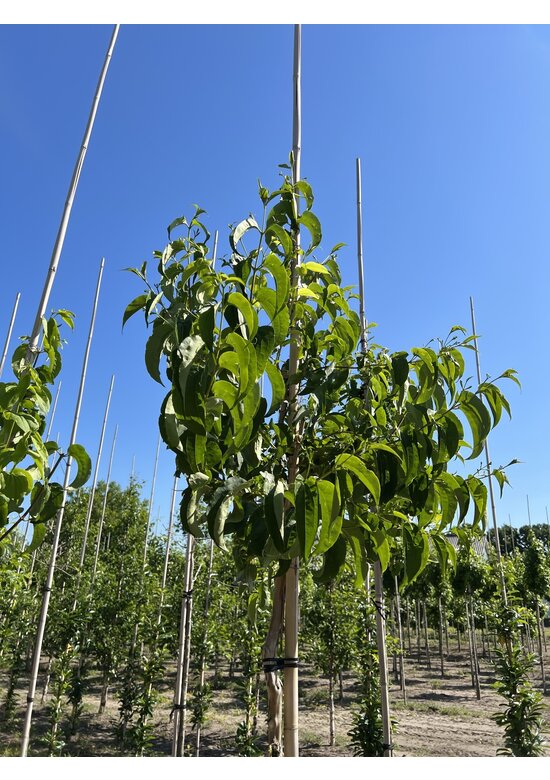 Sieben-Söhne-des-Himmels Baum | Heptacodium miconioides