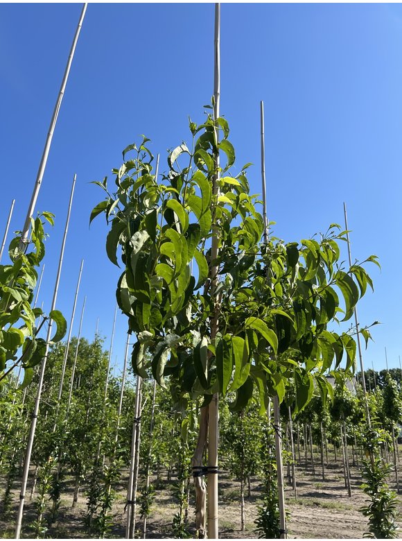 Sieben-Söhne-des-Himmels Baum | Heptacodium miconioides Sieben-Söhne-des-Himmels Baum | Heptacodium miconioides