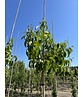Sieben-Söhne-des-Himmels Baum | Heptacodium miconioides