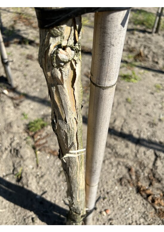 Sieben-Söhne-des-Himmels Baum | Heptacodium miconioides