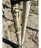 Sieben-Söhne-des-Himmels Baum | Heptacodium miconioides