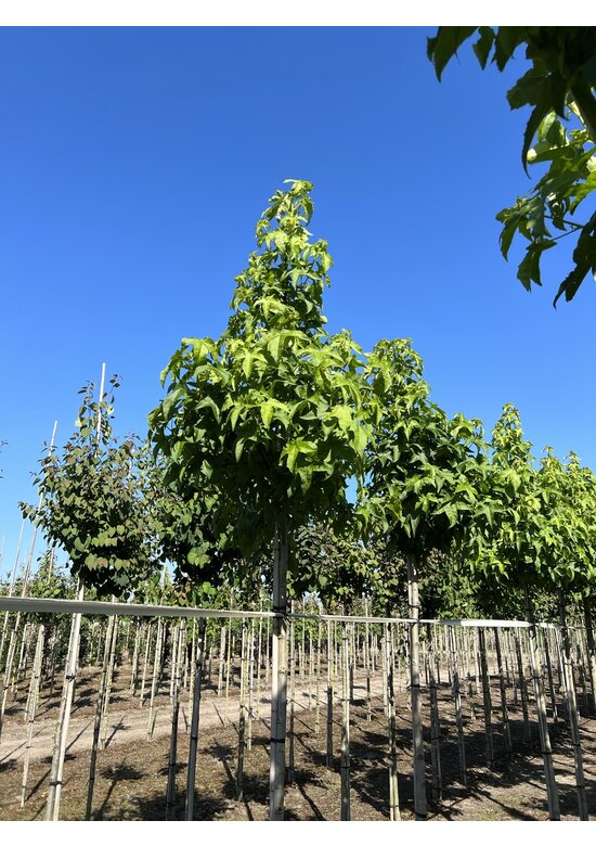 Amerikanischer Amberbaum 'Lane Roberts' | Liquidambar styraciflua 'Lane Roberts' Amerikanischer Amberbaum 'Lane Roberts' | Liquidambar styraciflua 'Lane Roberts'