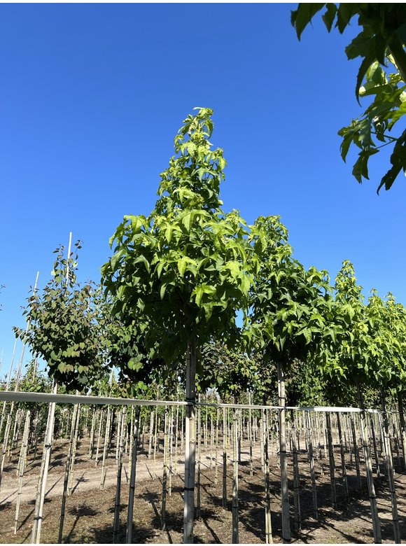 Amerikanischer Amberbaum 'Lane Roberts' | Liquidambar styraciflua 'Lane Roberts' Amerikanischer Amberbaum 'Lane Roberts' | Liquidambar styraciflua 'Lane Roberts'