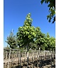 Amerikanischer Amberbaum 'Lane Roberts' | Liquidambar styraciflua 'Lane Roberts' Amerikanischer Amberbaum 'Lane Roberts' | Liquidambar styraciflua 'Lane Roberts'