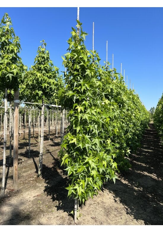 Säulen Amberbaum  | Liquidambar styraciflua 'Slender Silhouette'